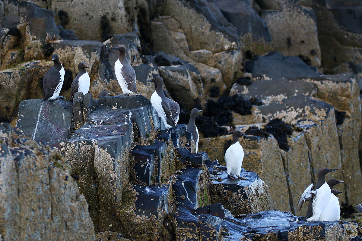 Zeekoeten op de Farne Islands